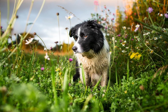 Border Collie dog in a field of flowers
