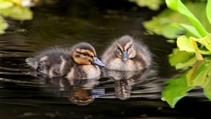 Two ducklings swimming in dark water with green plants