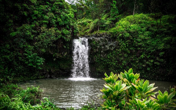Waterfall in a lush green forest