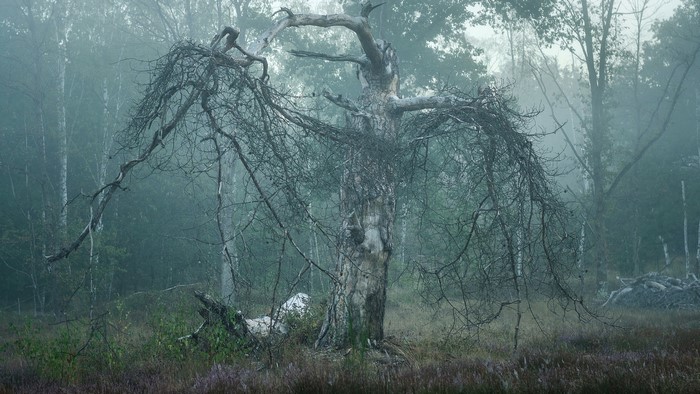 Dead tree in a misty forest