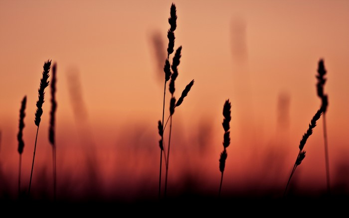 Silhouette of grass against a sunset