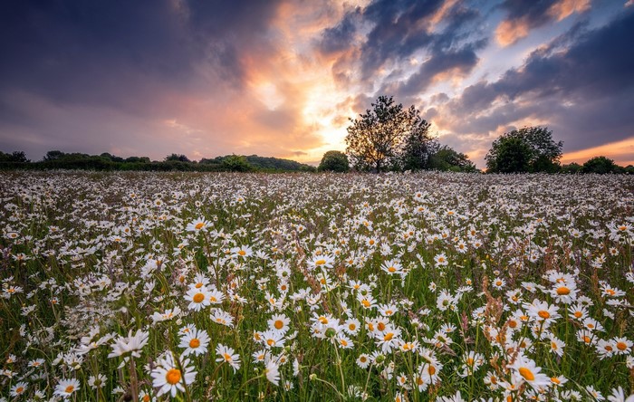 Field of daisies at sunset with dramatic clouds