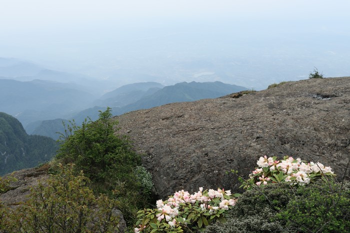 Mountain landscape with flowers and mist