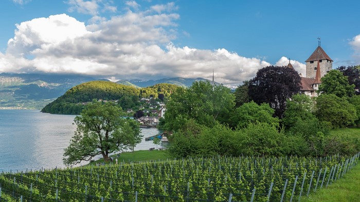 Vineyard overlooking a lake and village with mountains