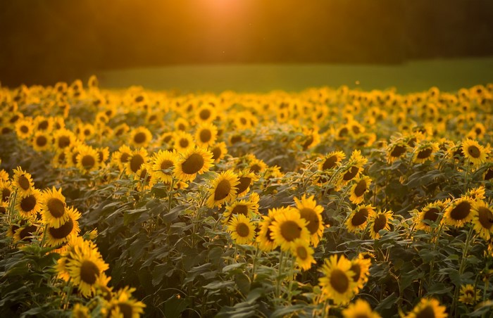 Field of sunflowers at sunset