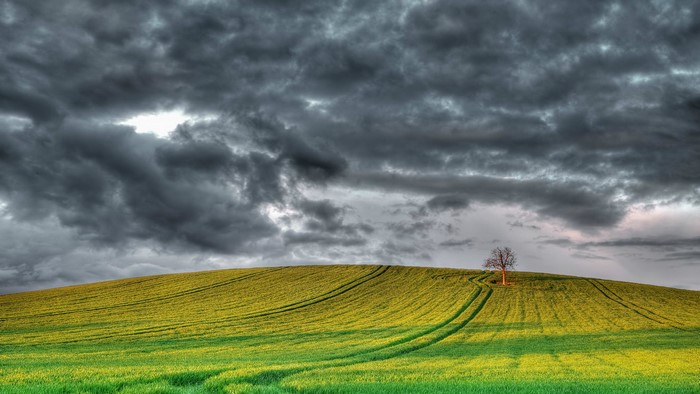Stormy clouds over a green and yellow field with a lone tree