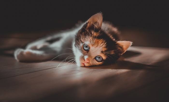Kitten with blue eyes lying on the floor in warm light