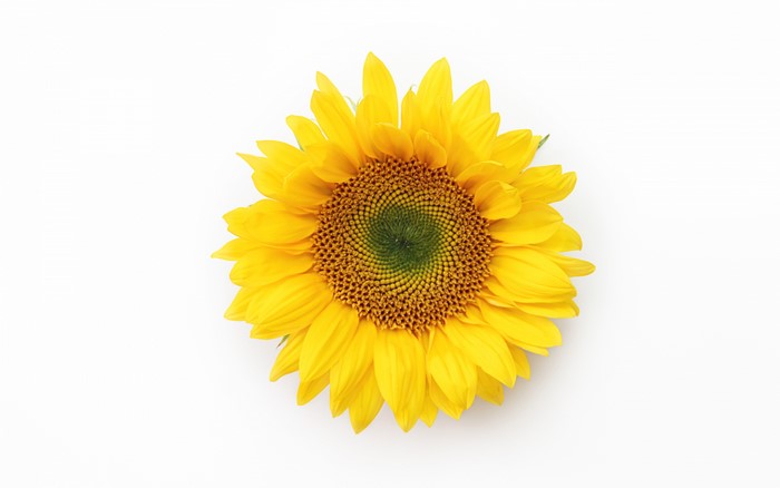 Sunflower on a white background