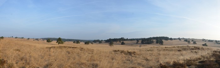 Panoramic view of a dry grassy field with scattered trees and a forest in the distance