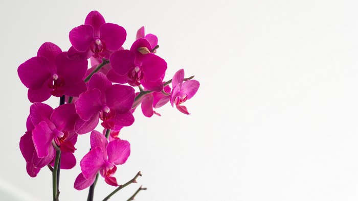 Pink orchids on a white background
