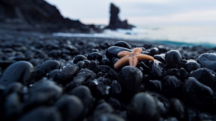 Starfish on wet black stones at Iceland shore