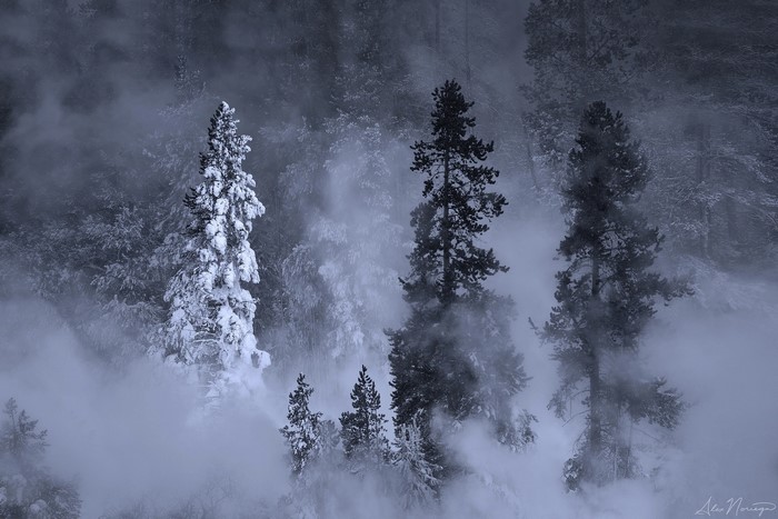 Snow-covered pine trees in a misty forest