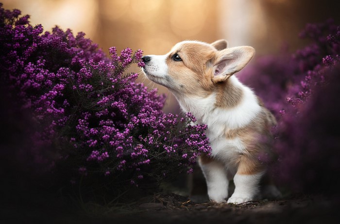Corgi puppy smelling purple flowers outdoors