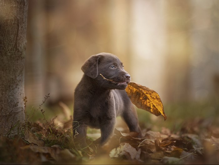 Chocolate Labrador puppy with a leaf in its mouth