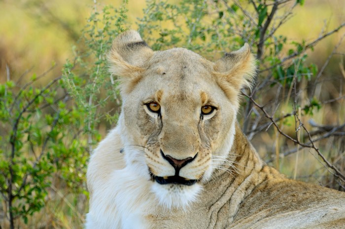 Lioness closeup in savannah