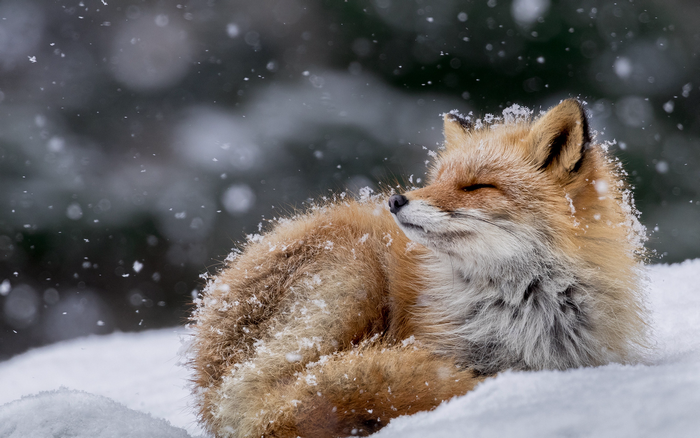 Red fox resting in the snow during winter