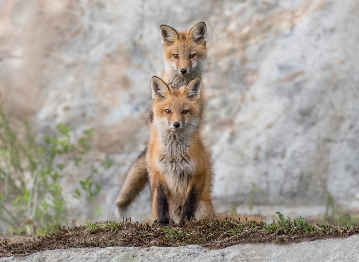 Two young foxes sitting in front of a rock face