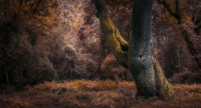 Autumn forest with large tree and ferns