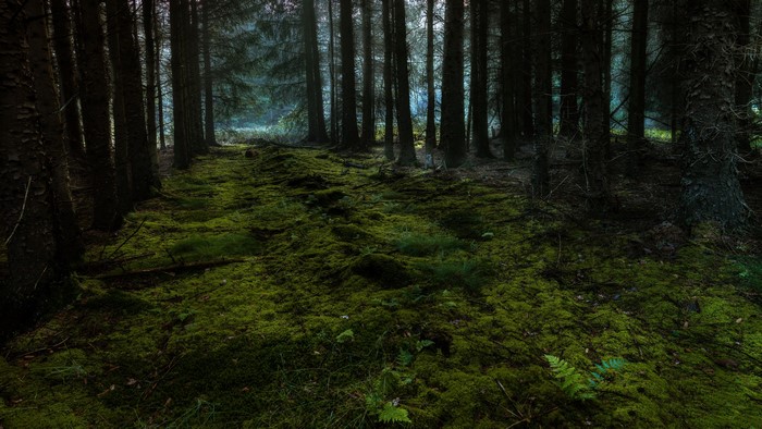 4K forest with mossy ground and trees