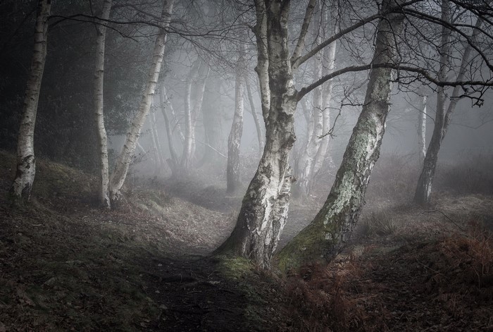 Misty forest with birch trees and a path