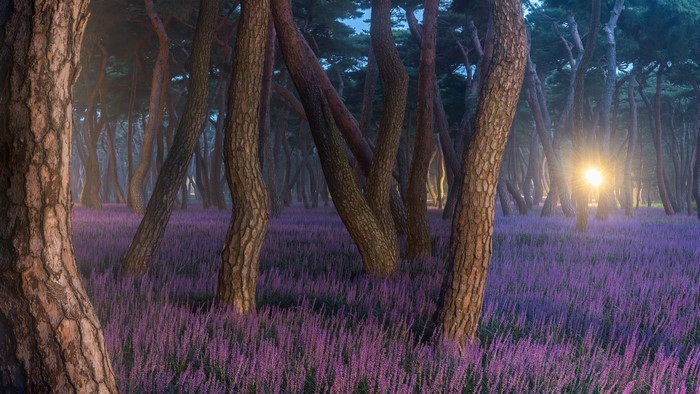 Forest with purple flowers and sun flare