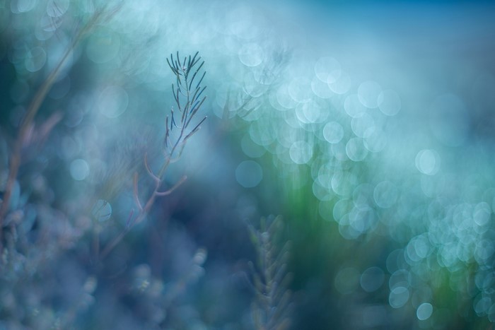 Blue bokeh with plants in soft focus