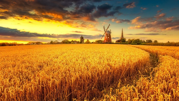Wheat field with windmill and church at sunset