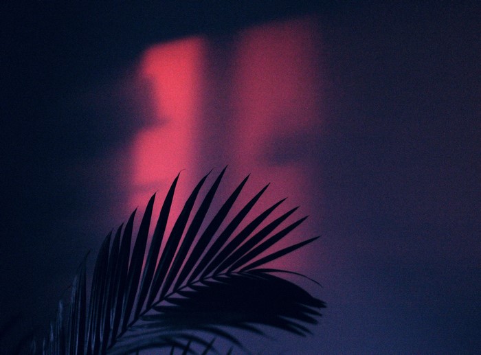 Palm leaf silhouette against pink and blue wall