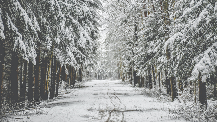 Snowy forest road in the Czech Republic