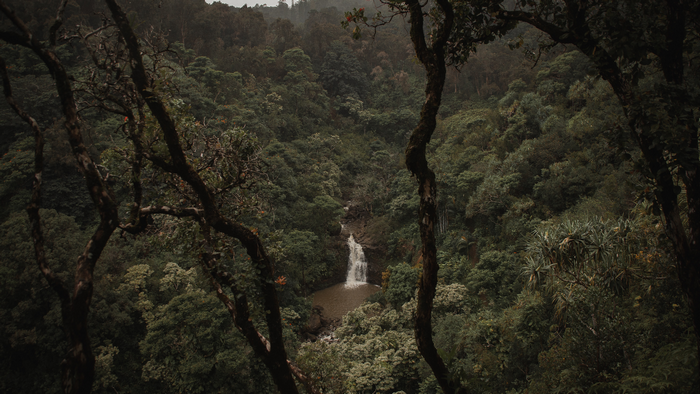 Waterfall in a misty Hawaiian rainforest
