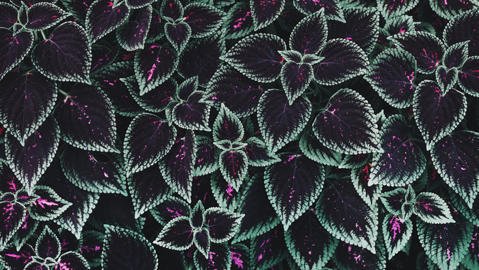 Macro shot of purple and cyan coleus foliage