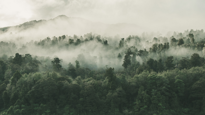 Misty forest landscape with mountains in New Zealand