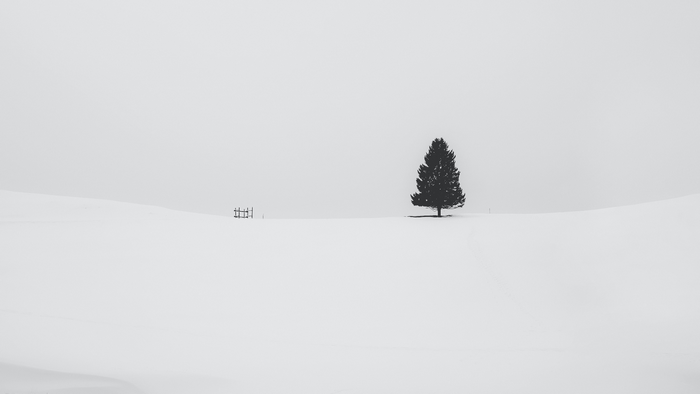 Lone tree in a snowy landscape