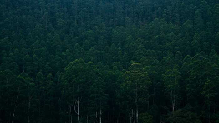 Dense dark green forest with tall trees