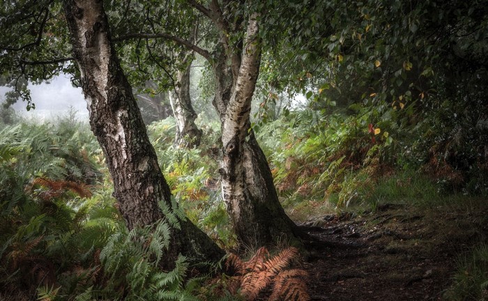 Birch trees and ferns on a forest path