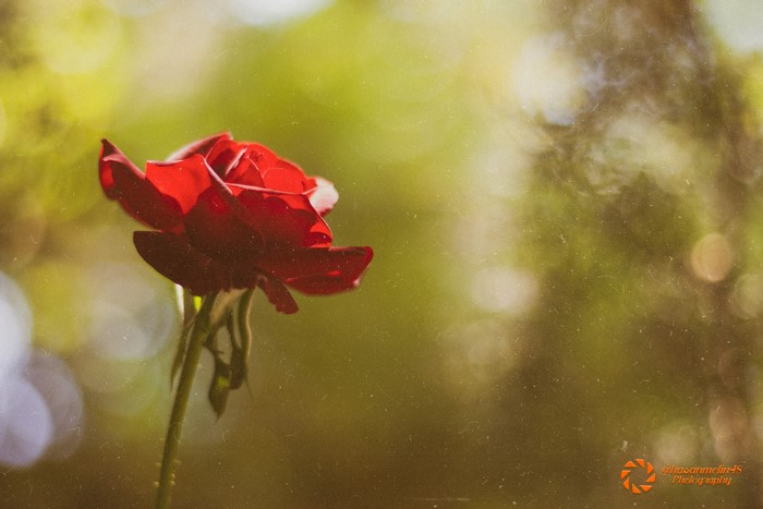 Red rose with bokeh background