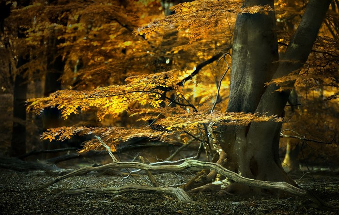 Autumn forest with golden leaves and fallen branches