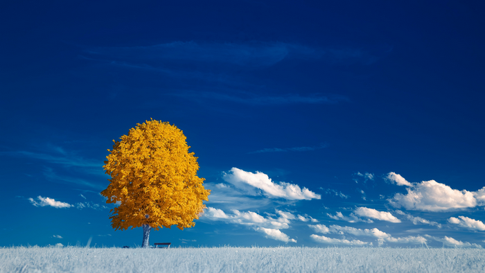 Yellow tree in a field under a blue sky