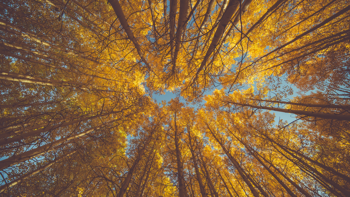Looking up through autumn trees towards the sky