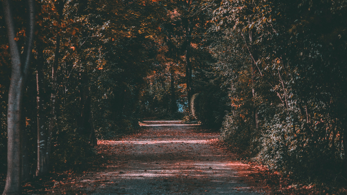 A path through a forest in fall