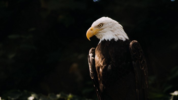 Bald eagle perched against a dark background