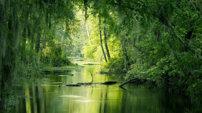 A tranquil river flows through a lush green forest with Spanish moss.