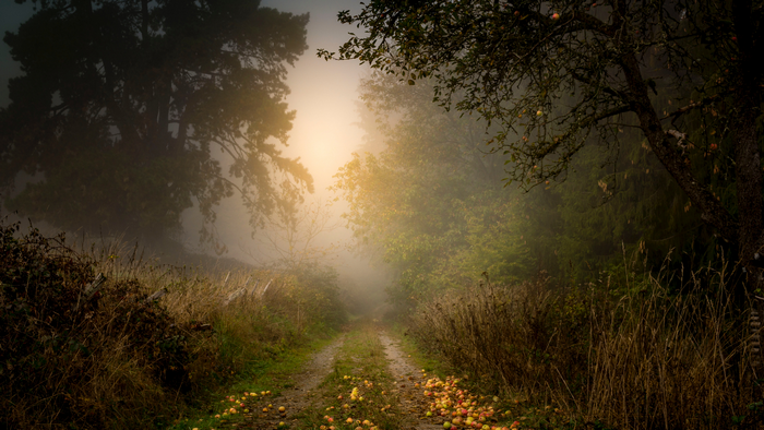 Misty forest path with fallen apples in Germany