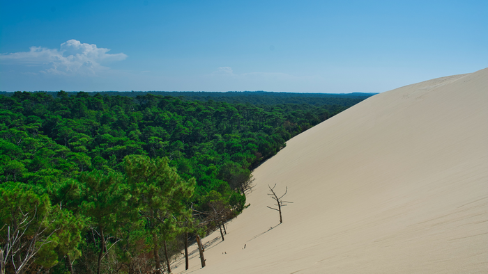 Dune of Pilat, France: Sand dune meets pine forest