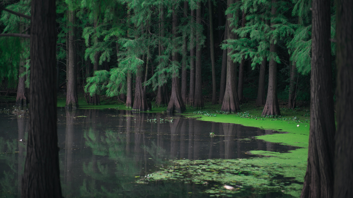 Trees growing in water with green moss in Wuhan, China