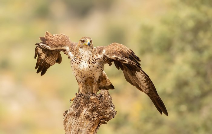 Eagle perched on a tree stump with wings spread