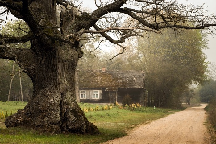 Old oak tree and house on a dirt road