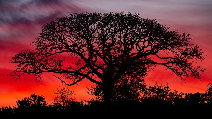Silhouette of a tree against a vibrant sunset