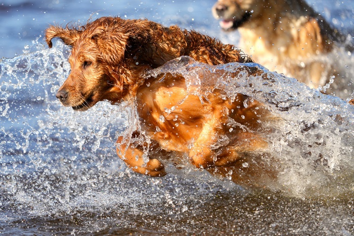Golden Retriever dogs playing in the water