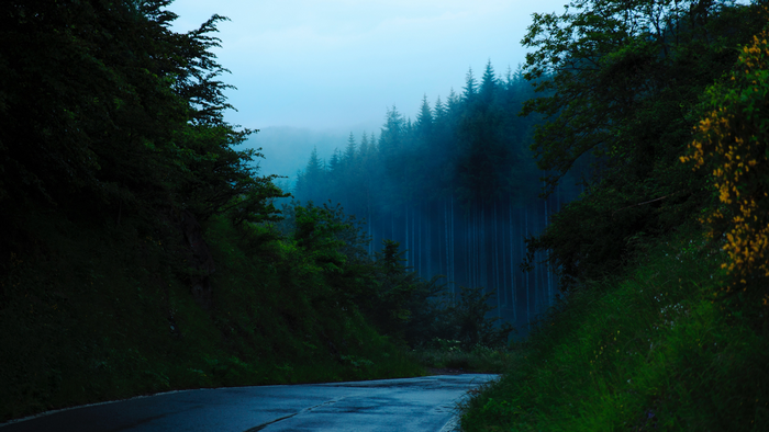 Road through a misty forest in Italy